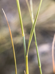 Muhlenbergia cuspidata
