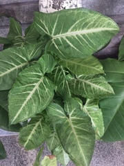 Syngonium