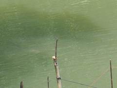 Sinictinogomphus clavatus