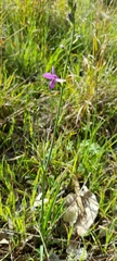 Arthropodium