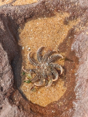 Coscinasterias muricata