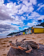 Coscinasterias muricata