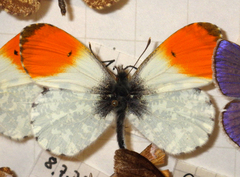 Anthocharis cardamines