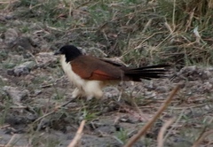 Centropus cupreicaudus