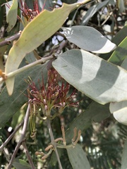 Amyema quandang