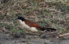 Centropus cupreicaudus