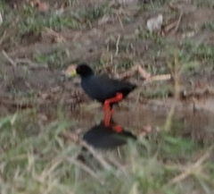 Zapornia flavirostra