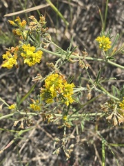Medicago falcata