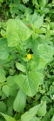 Sonchus oleraceus