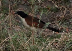 Centropus cupreicaudus