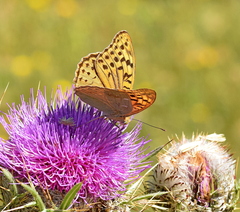 Argynnis pandora
