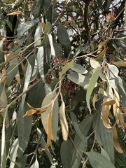 Amyema quandang