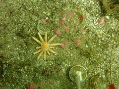 Pycnopodia helianthoides