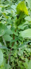 Sonchus oleraceus