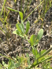 Lathyrus tuberosus