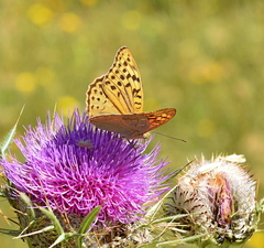 Argynnis pandora