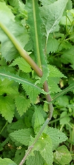 Sonchus oleraceus