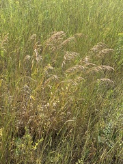 Bromus inermis
