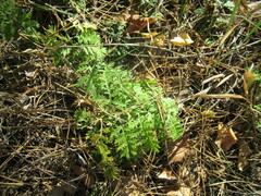 Artemisia tanacetifolia
