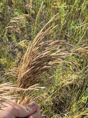Bromus inermis