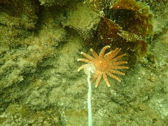 Pycnopodia helianthoides