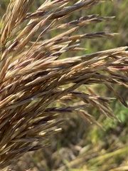 Bromus inermis
