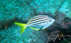 Atypichthys strigatus
