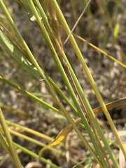Bromus inermis