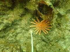 Pycnopodia helianthoides