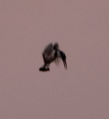 Ceryle rudis rudis