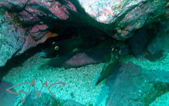 Eubalichthys bucephalus