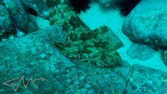 Orectolobus maculatus