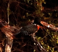 Megaceryle maxima maxima