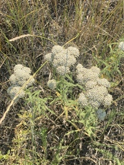 Achillea nobilis