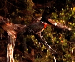 Megaceryle maxima maxima