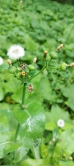 Sonchus arvensis