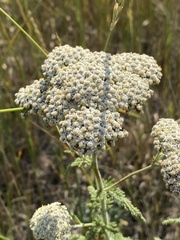 Achillea nobilis