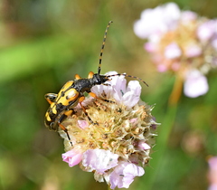 Rutpela maculata