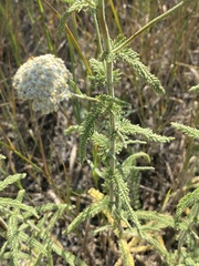 Achillea nobilis