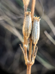 Silene drummondii