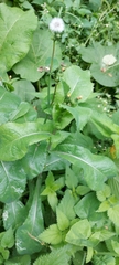 Sonchus arvensis