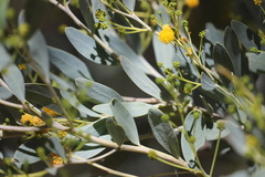 Acacia bivenosa