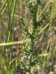 Carduus acanthoides