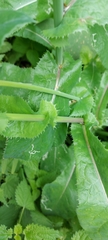 Sonchus arvensis