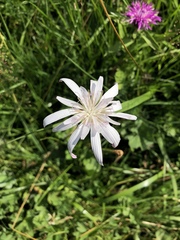 Scorzonera rosea