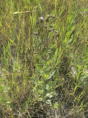 Cirsium arvense