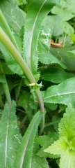 Sonchus arvensis