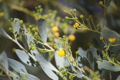 Acacia bivenosa
