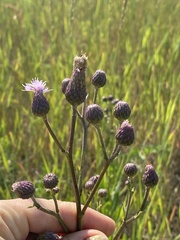 Cirsium arvense