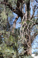 Acacia bivenosa
